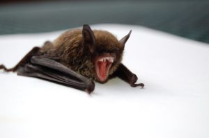 bat with open mouth