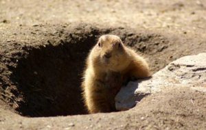 Groundhog-Removal