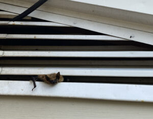 bat in gable vent, bat removal in Akron