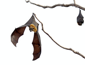 Bat Hanging From Tree