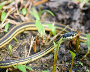 garter-snake-in-grass