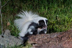 skunk on log