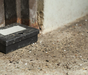 mice droppings on ground